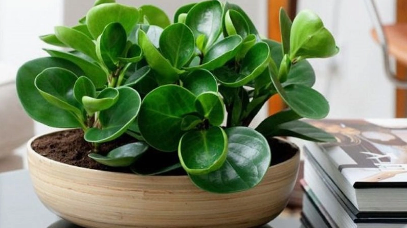 Chậu cây lá dày xanh mướt khỏe khoắn đặt trên mặt bàn sáng màu gợi vẻ bền bỉ và ấm áp trong không gian sống
