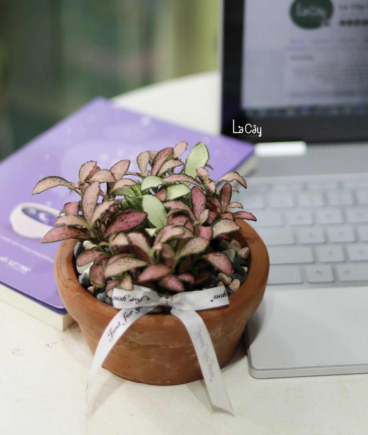 Chậu Cây Lá May Mắn đặt bàn với lá non mềm và sắc màu hài hòa trong bố cục tối giản