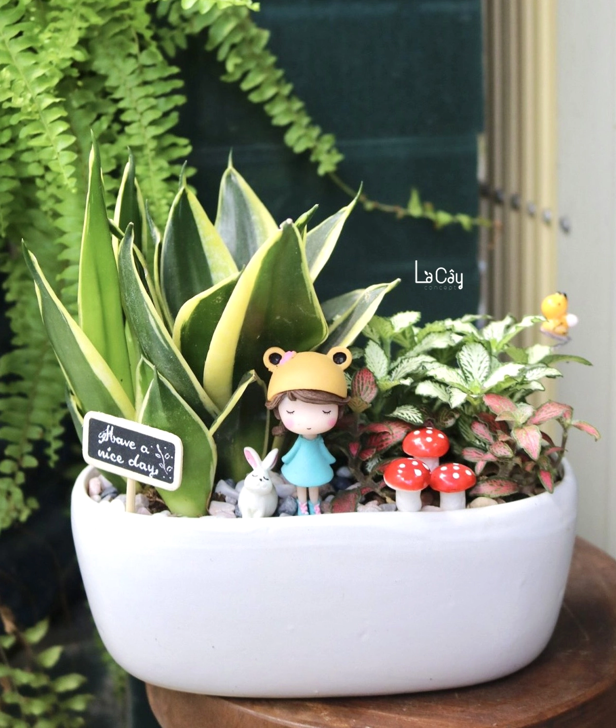 Chậu Cây Lá May Mắn nổi bật với lá nhỏ đan khít và gân lá rõ, thích hợp làm cây trang trí nội thất