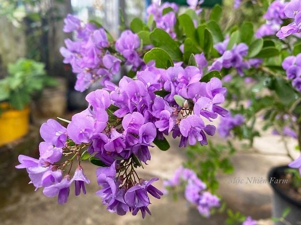 Chậu cây linh sam tím hồng nổi bật với sức sống khỏe và lớp hoa dày đẹp mắt