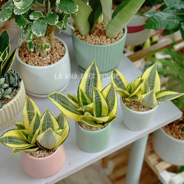 Chậu Cây Lưỡi Hổ mini viền vàng với những phiến lá xanh dựng thẳng trong chậu nhỏ trang nhã