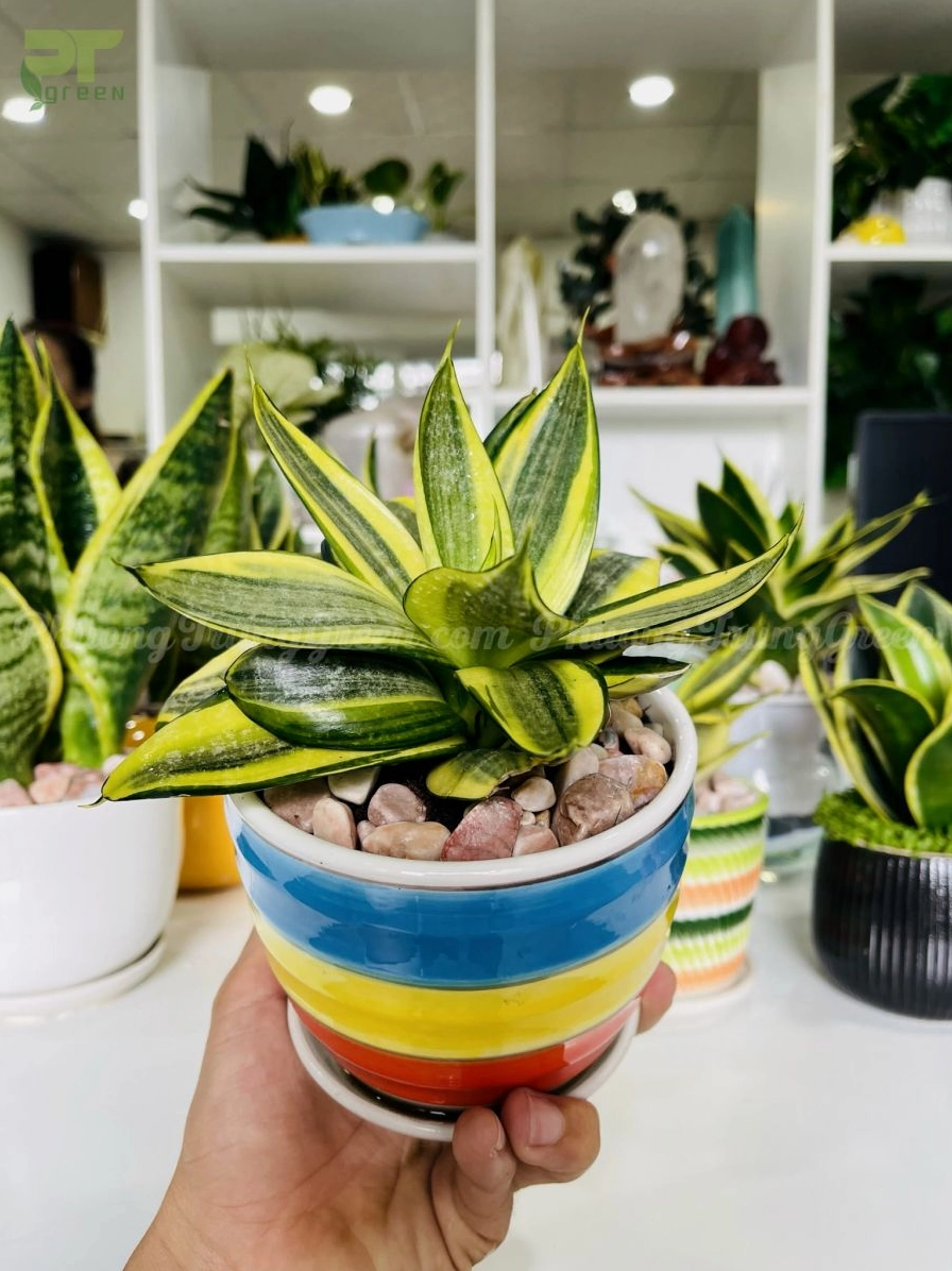 Chậu cây Lưỡi Hổ nhiều màu sắc với lá xanh viền vàng nổi bật trên nền chậu trang trí
