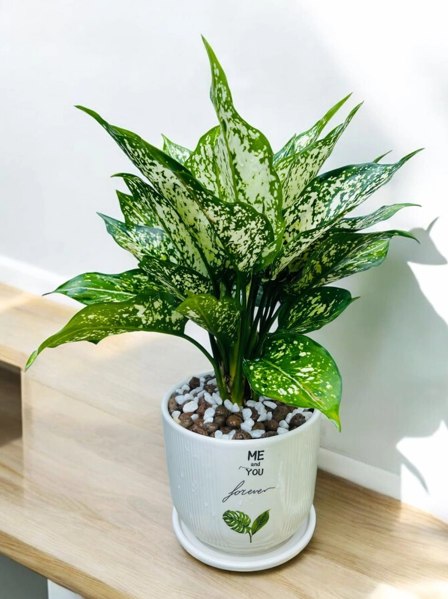 Chậu cây Ngọc Ngân để bàn đẹp với dáng cây cân đối và lá trắng xanh nổi bật trong ánh sáng nhẹ