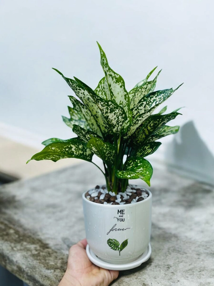 Chậu Cây Ngọc Ngân để bàn nhỏ gọn với tán lá sáng màu đặt trong không gian nội thất tinh tế