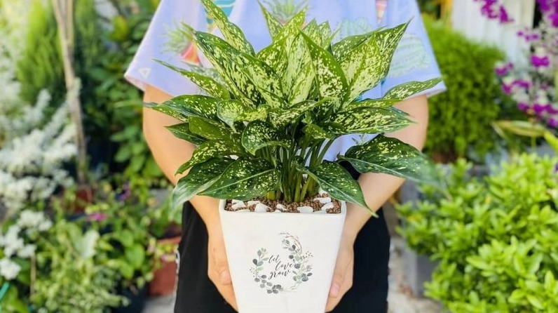 Chậu Cây Ngọc Ngân với lá bầu xanh nhạt pha đốm trắng nổi bật, tạo hiệu ứng thị giác sáng và sang