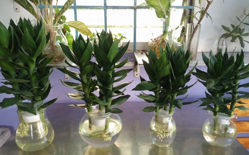 Chậu Cây Phát Tài Búp Sen được nhiều người yêu thích với dáng đứng gọn và màu lá mát mắt