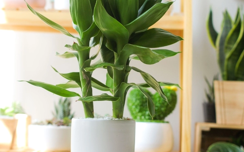 Chậu Cây Phát Tài Búp Sen mang sắc xanh dịu đặt trong bối cảnh gợi ý nghĩa phong thủy may mắn
