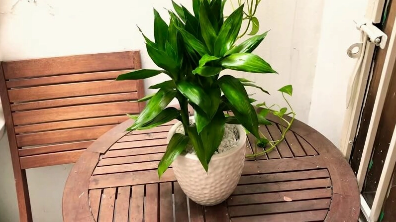Chậu Cây Phát Tài Búp Sen trồng trong đất với nền chậu gọn đẹp và tán lá tròn đều
