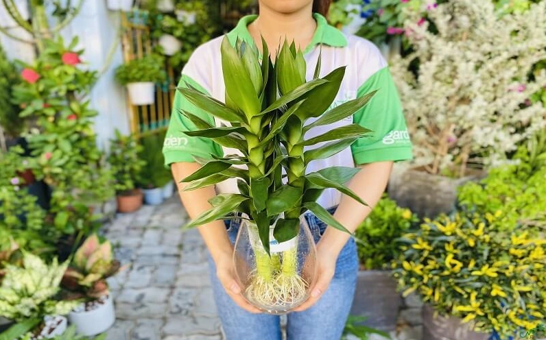 Chậu Cây Phát Tài Búp Sen xanh mướt với tán lá xếp lớp như búp sen non đang khép nhẹ