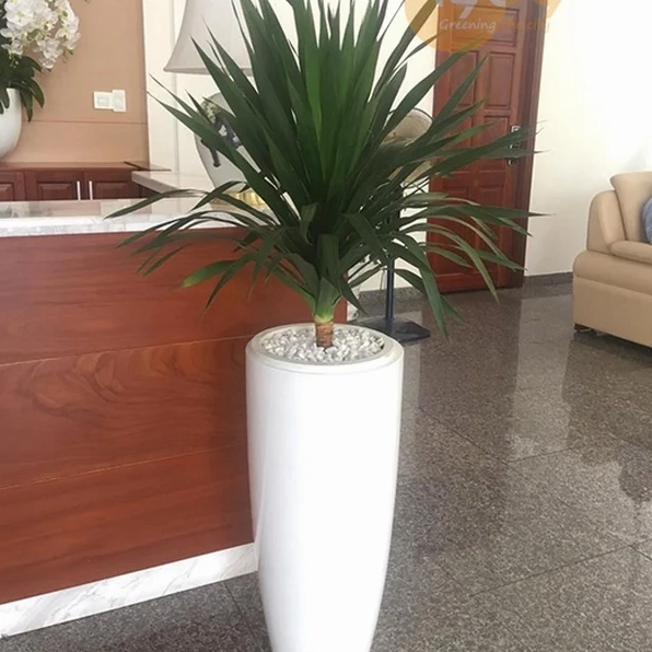 Chậu cây phát tài núi mẫu tứ với nhiều thân lá xếp tầng tự nhiên