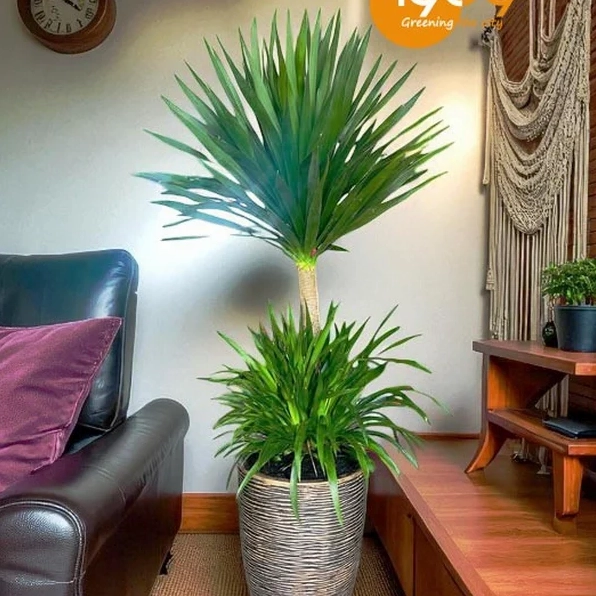 Chậu cây phát tài núi xanh tốt phù hợp trang trí nhà ở và văn phòng