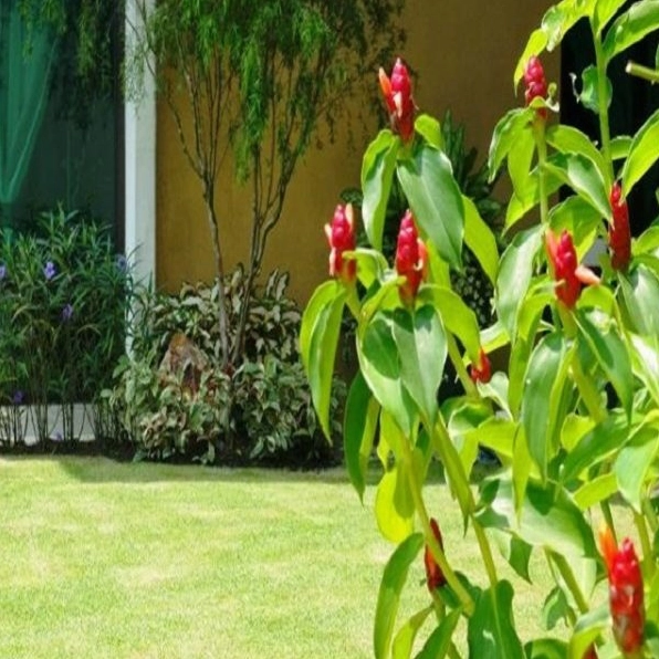 Chậu Cây Phúc Lộc Thọ minh họa cách trồng đơn giản với bố cục rõ ràng và cây phát triển xanh tốt