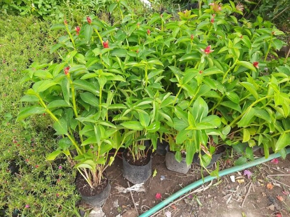 Chậu Cây Phúc Lộc Thọ với thân lá cân đối nổi bật trong bối cảnh trồng cây chuyên nghiệp
