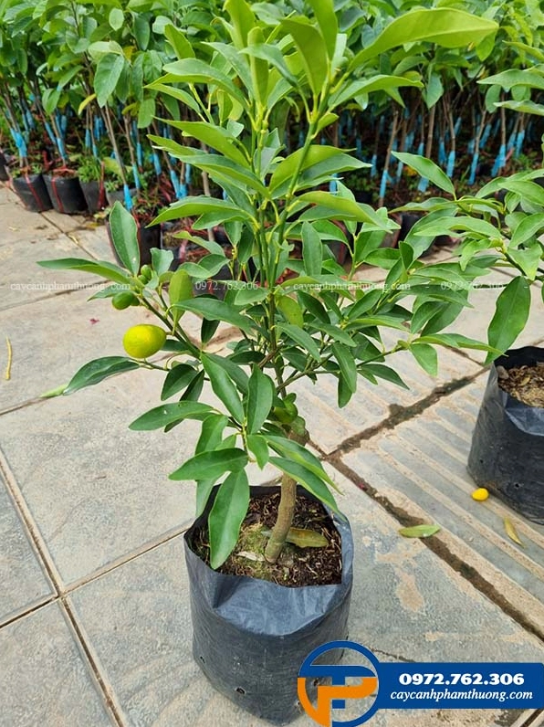 Chậu cây quất ngọt nhỏ để bàn với dáng xinh gọn, lá xanh sáng và quả nhỏ tạo điểm nhấn tinh tế