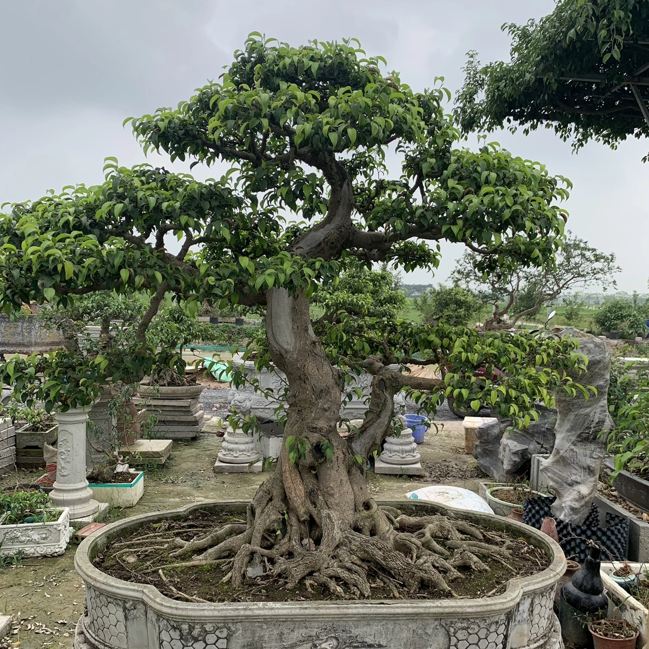 Chậu Cây Sanh Trực hoàn thiện với bộ rễ nổi, dáng cân đối và tán lá được cắt tỉa gọn gàng