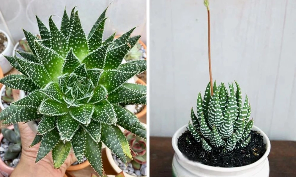 Chậu Cây Sen Đá nhỏ được chăm sóc trong điều kiện ánh sáng dịu, lá xanh khỏe và không bị vươn dài
