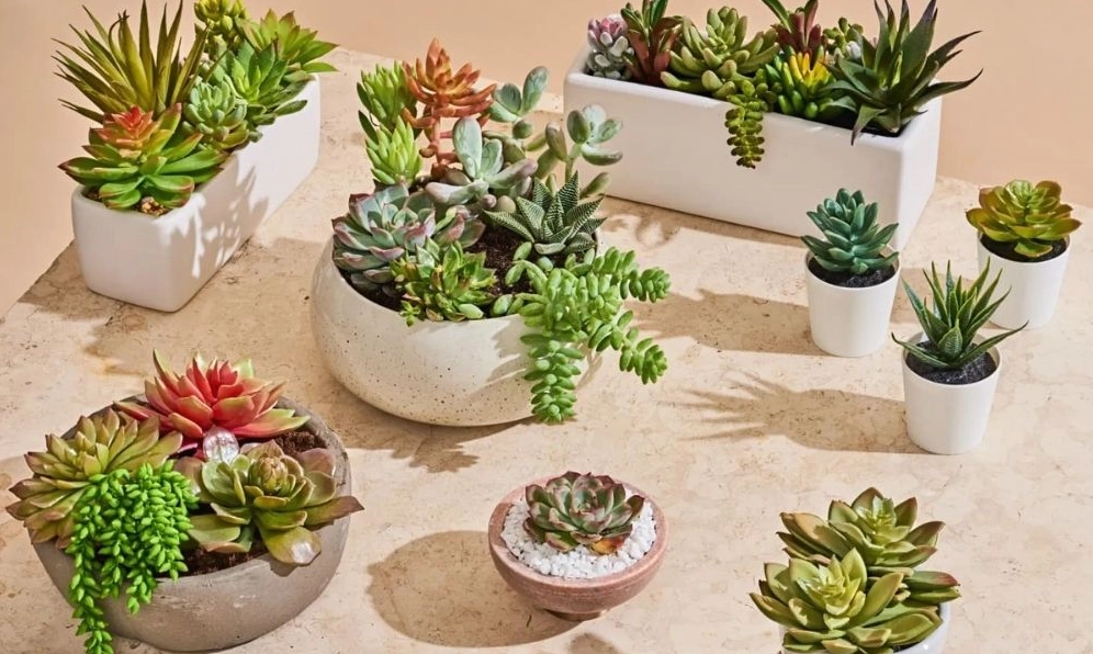 Chậu Cây Sen Đá nhỏ xinh được chăm sóc trong không gian sáng, phù hợp với người mới bắt đầu trồng cây