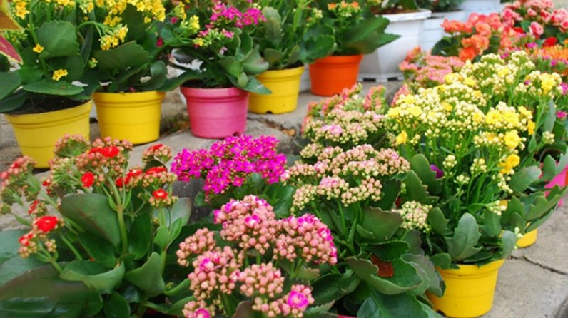Chậu Cây Sống Đời với cụm hoa nhỏ xinh và lá dày mọng, tạo cảm giác bền bỉ, tươi vui và gần gũi