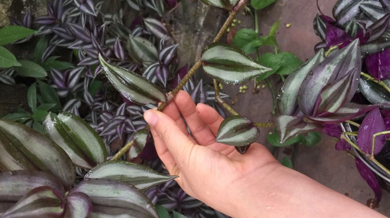 Chậu Cây Thài Lài Tía được chăm sóc gọn gàng với tán lá rủ đều, sắc tím xanh nổi bật trong góc vườn sáng thoáng