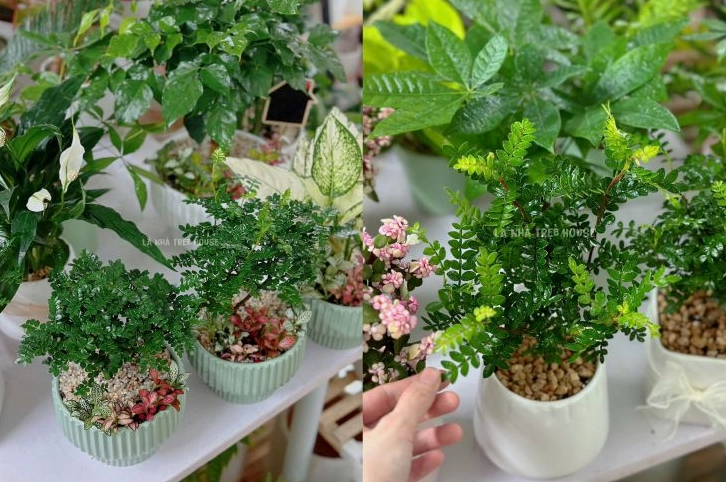 Chậu cây Thanh hương mộc mix cỏ may mắn với sắc xanh mềm mại và bố cục hài hòa