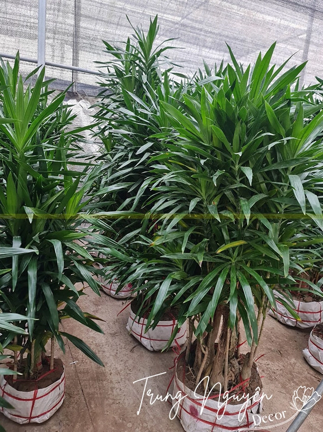 Chậu Cây Thanh Lan mang sắc xanh phong thủy thanh mát tạo cảm giác cân bằng và thư thái cho không gian sống