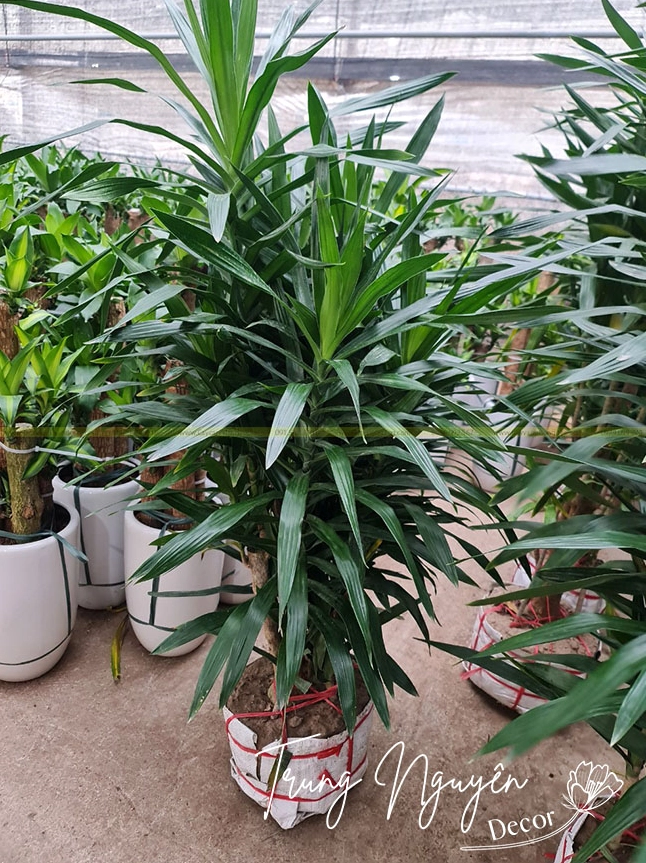 Chậu Cây Thanh Lan trong bối cảnh chăm sóc tại nhà với lá xanh sạch và dáng cây gọn đẹp