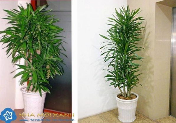 Chậu Cây Thanh Lan xanh mướt đặt trong không gian nội thất sáng sủa với dáng lá vươn mềm thanh lịch