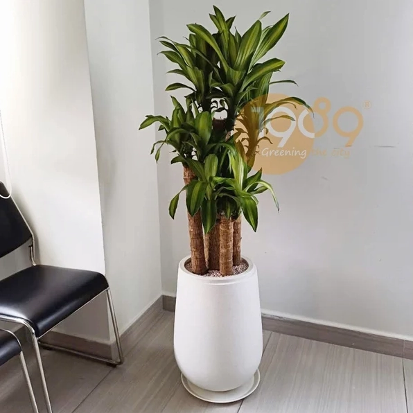 Chậu Cây Thiết Mộc Lan với lá vươn cao và sắc xanh dịu nổi bật trên nền ảnh sáng sủa