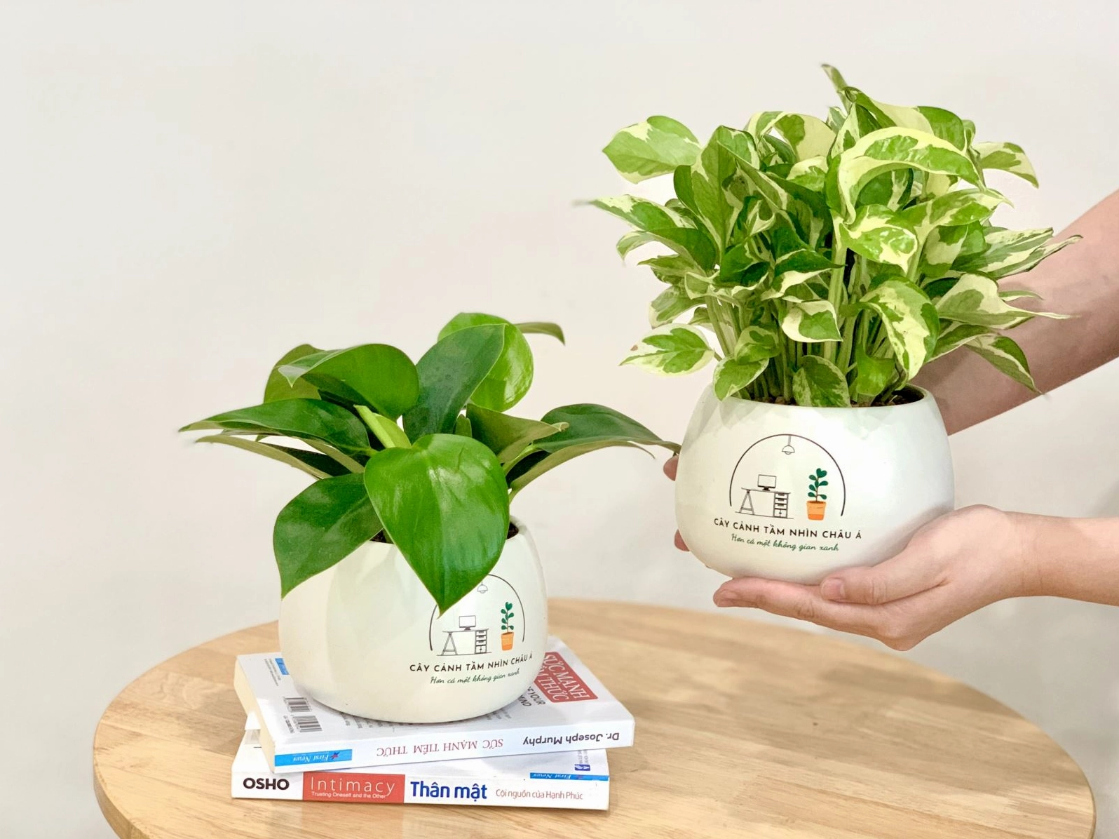 Chậu cây thông điệp thiết kế dùng để trang trí bàn làm việc hoặc làm quà tặng xanh