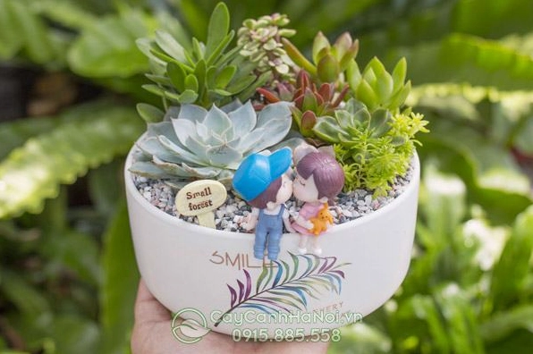 Chậu cây tiểu cảnh để bàn với dáng nhỏ gọn và mảng lá xanh nổi bật trong không gian làm việc