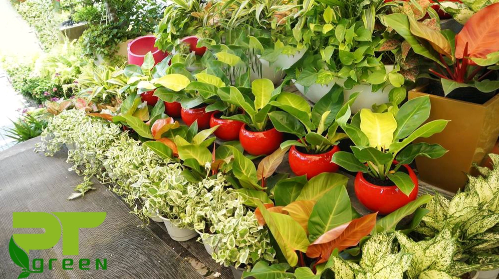 Chậu cây trầu bà đế vương xanh tươi đặt nổi bật trong không gian trưng bày với dáng lá xòe đẹp mắt