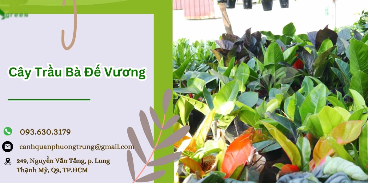 Chậu Cây Trầu Bà Đế Vương xanh tươi với tán lá dày bóng đặt trong không gian nội thất