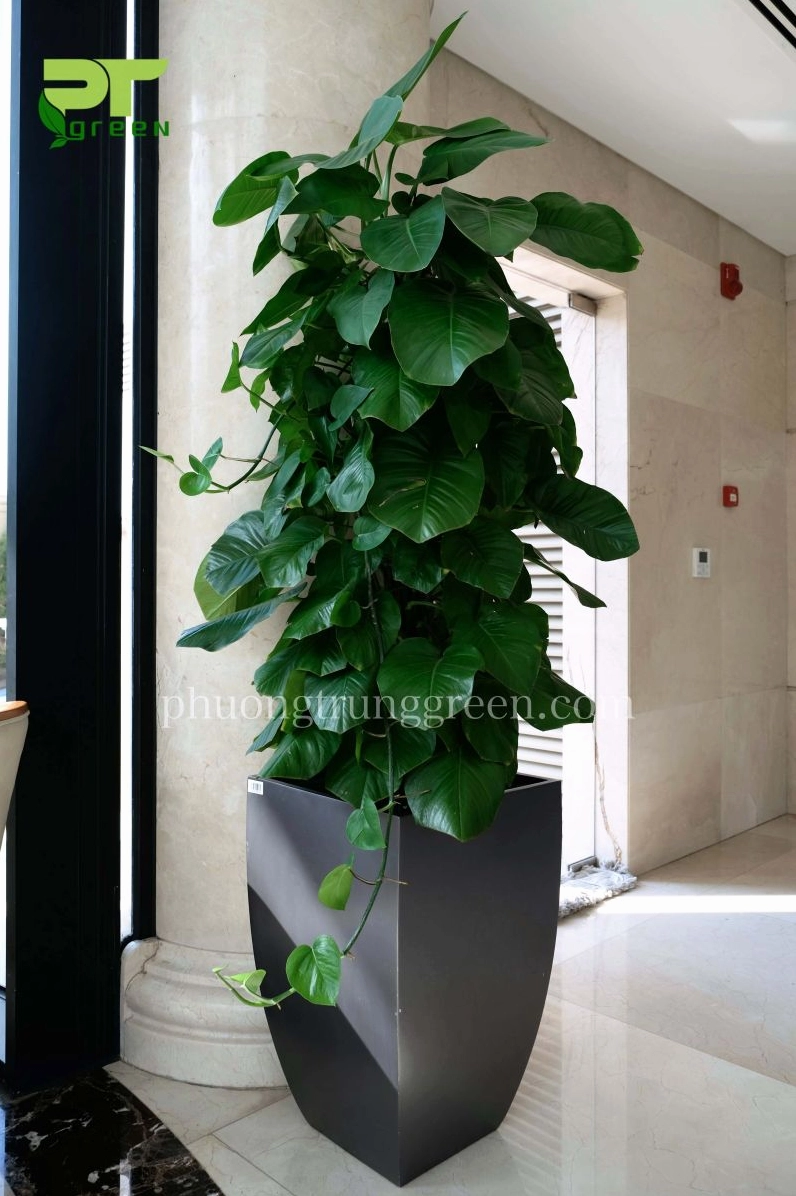 Chậu cây trầu bà leo cột để sàn sang trọng với tán lá xanh dày và dáng cao thanh thoát