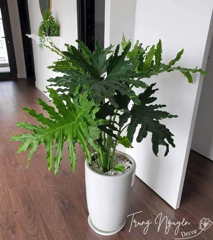 Chậu Cây Trầu Bà Thanh Xuân lá xẻ xanh đậm nổi bật trong không gian nội thất