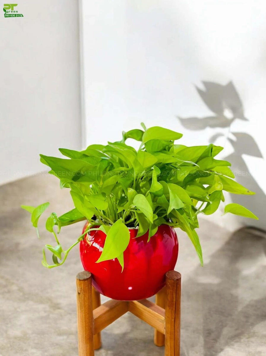 Chậu Cây Trầu Bà Vàng đặt bàn với tán lá xanh vàng nổi bật trên nền chậu đỏ ấm áp