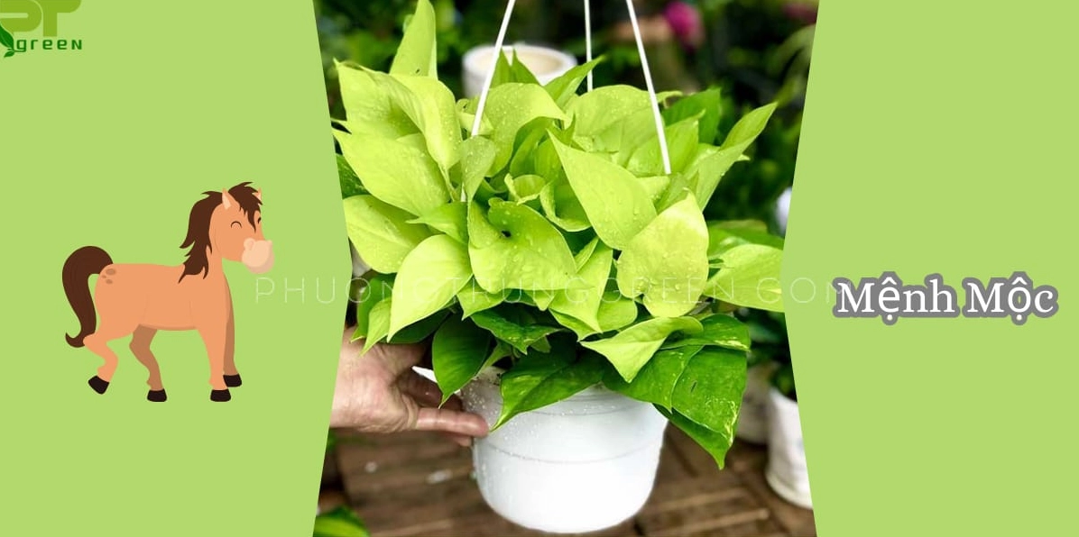 Chậu Cây Trầu Bà Vàng mang sắc lá vàng xanh được gợi nhắc là hợp người mệnh Mộc và tuổi Ngọ