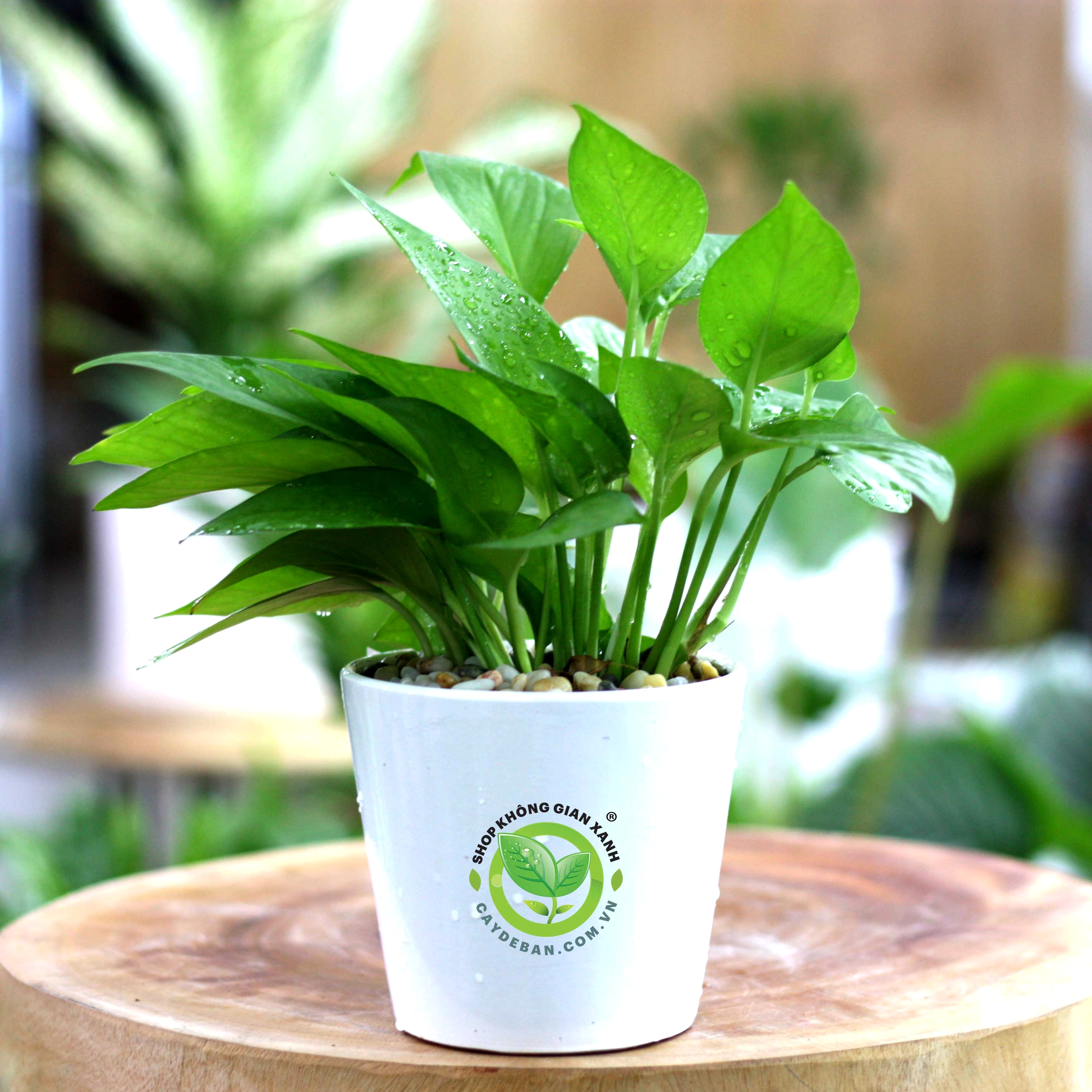 Chậu cây trầu bà xanh lá bóng đặt gọn gàng với dáng cây trẻ trung và thanh thoát