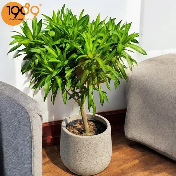 Chậu Cây Trúc Bách Hợp gọn đẹp với bố cục cân xứng, phù hợp làm điểm nhấn cho khu vực tiếp khách