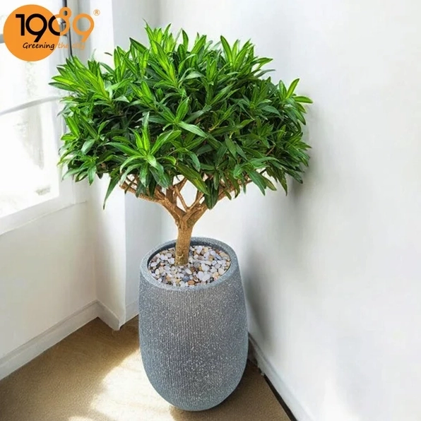 Chậu Cây Trúc Bách Hợp xanh đậm, lá xếp tầng mềm mại tạo chiều sâu cho bố cục ảnh