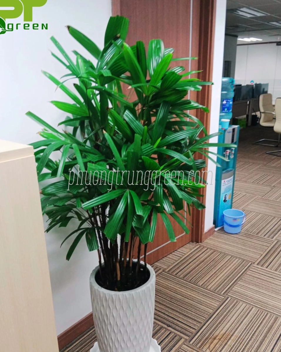 Chậu Cây Trúc Mây trang trí nội thất văn phòng mang sắc xanh thanh lịch và nhã nhặn
