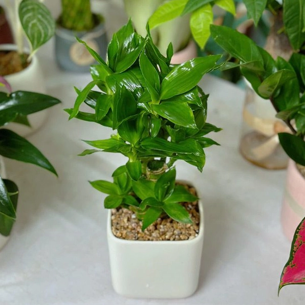 Chậu Cây Trúc Phú Quý với thân xanh mảnh vươn thẳng và tán lá tươi sáng nổi bật trong khung hình cận cảnh