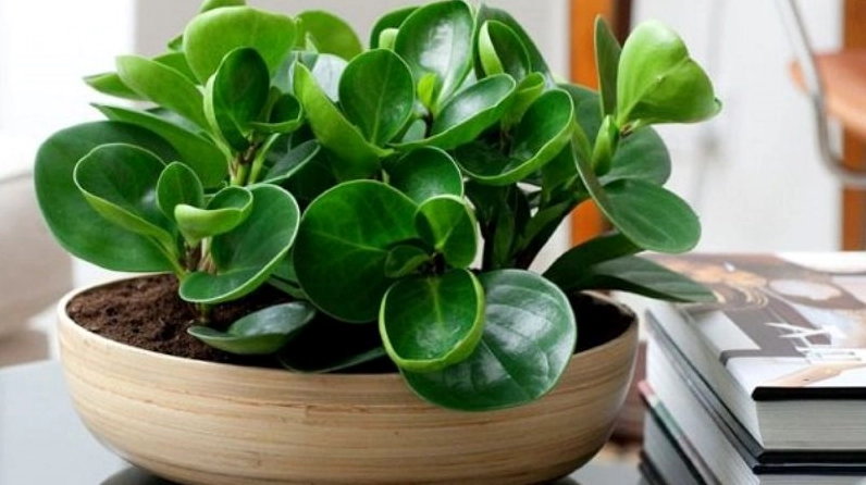 Chậu Cây Trường Sinh để bàn với sắc lá xanh bóng tạo cảm giác bền bỉ và thanh sạch cho góc làm việc