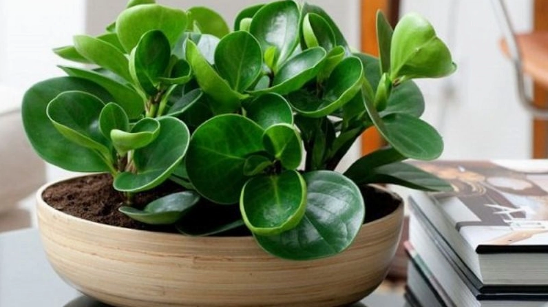 Chậu Cây Trường Sinh xanh mướt với thân lá mọng khỏe, biểu hiện cho sức sống bền bỉ và năng lượng tích cực