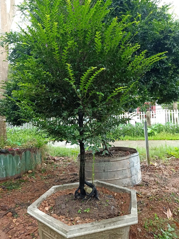 Chậu Cây Tùng Đen đặt trong sân vườn thoáng sáng làm nổi bật vẻ đẹp xanh mát và chỉn chu