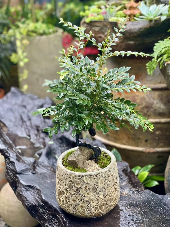 Chậu Cây Tùng Đen mini để bàn nhỏ xinh với tán lá xanh đậm phù hợp góc làm việc sáng sủa