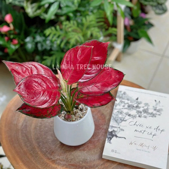 Chậu Cây Vạn Lộc mini với tán lá đỏ hồng nổi bật trong dáng để bàn nhỏ gọn