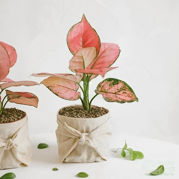 Chậu Cây Vạn Lộc Thái có màu lá nổi bật và dáng chậu trang trí thanh lịch