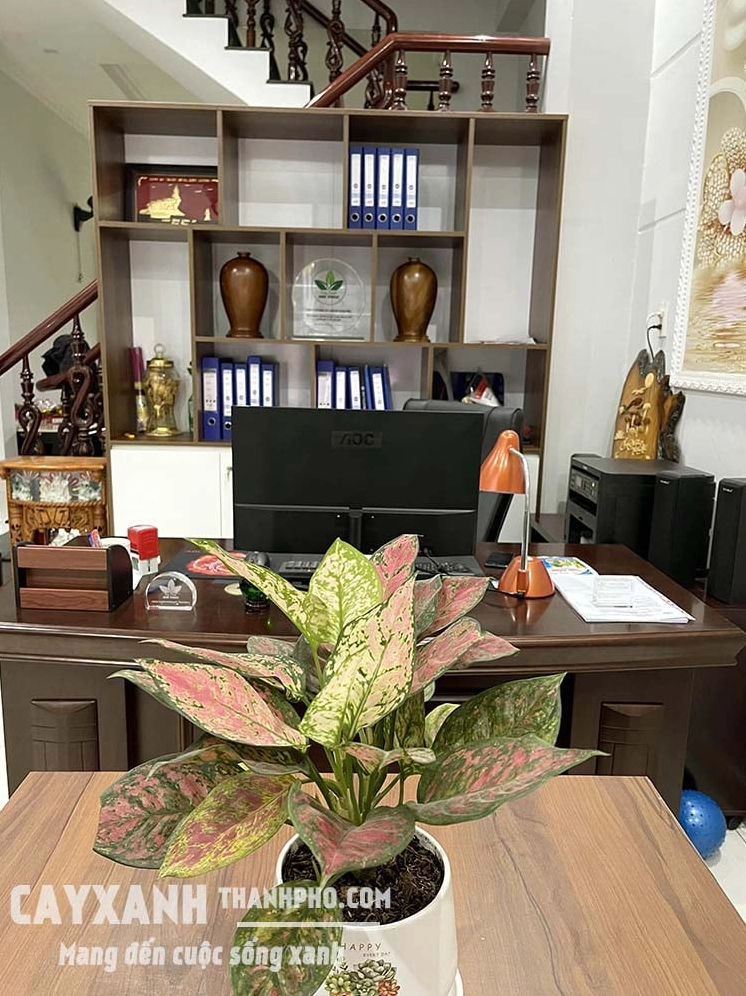 Chậu cây vạn lộc xanh đỏ tươi tắn với các phiến lá xếp thành cụm hài hòa