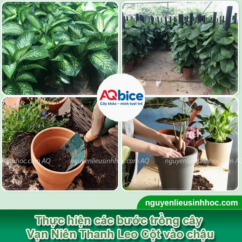 Chậu Cây Vạn Niên Thanh leo cột được trồng gọn gàng với lá xanh non ôm quanh trụ nâng đỡ