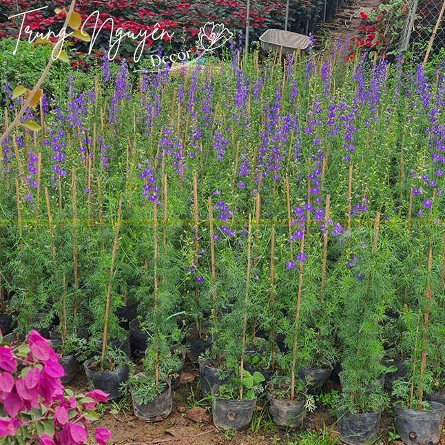 Chậu cây Violet tím đặt trang nhã với lá xanh đậm ôm lấy những bông hoa nhỏ